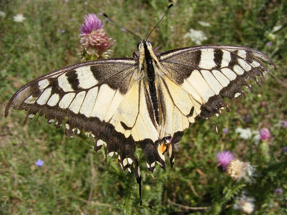 Dovetail butterfly photo