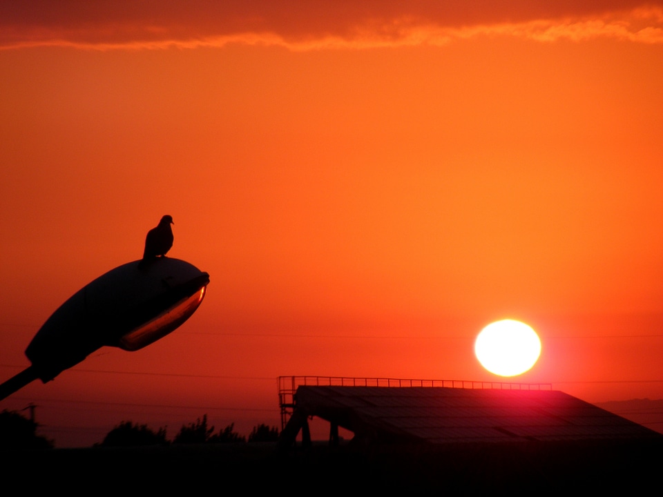 Bird on the light photo