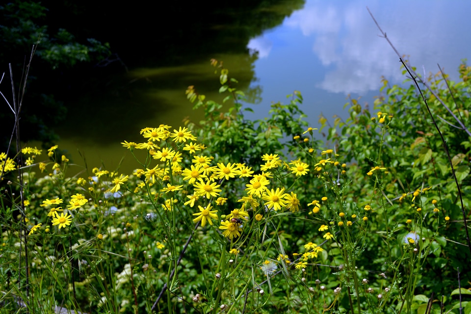 Yellow flowers photo