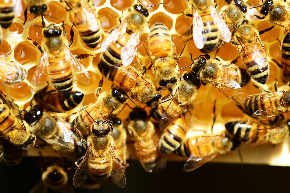 Insects golden nectar buckfast