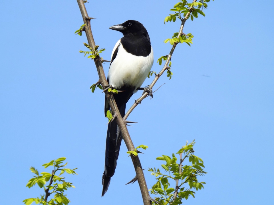 Bird