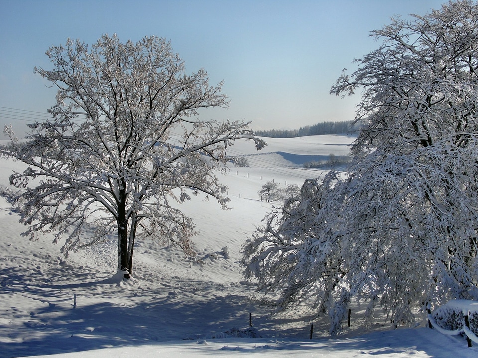 Nature snow frosty photo