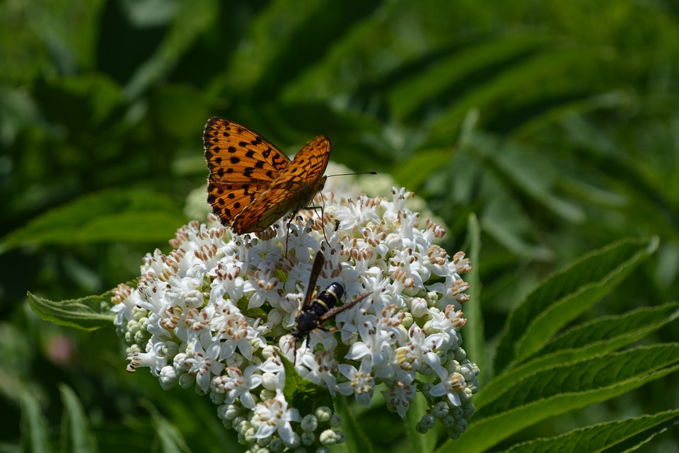 Insect photo