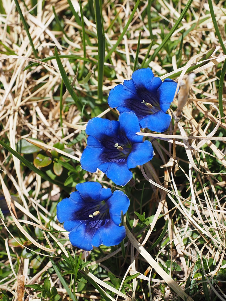 Blue raindrop gentiana clusii