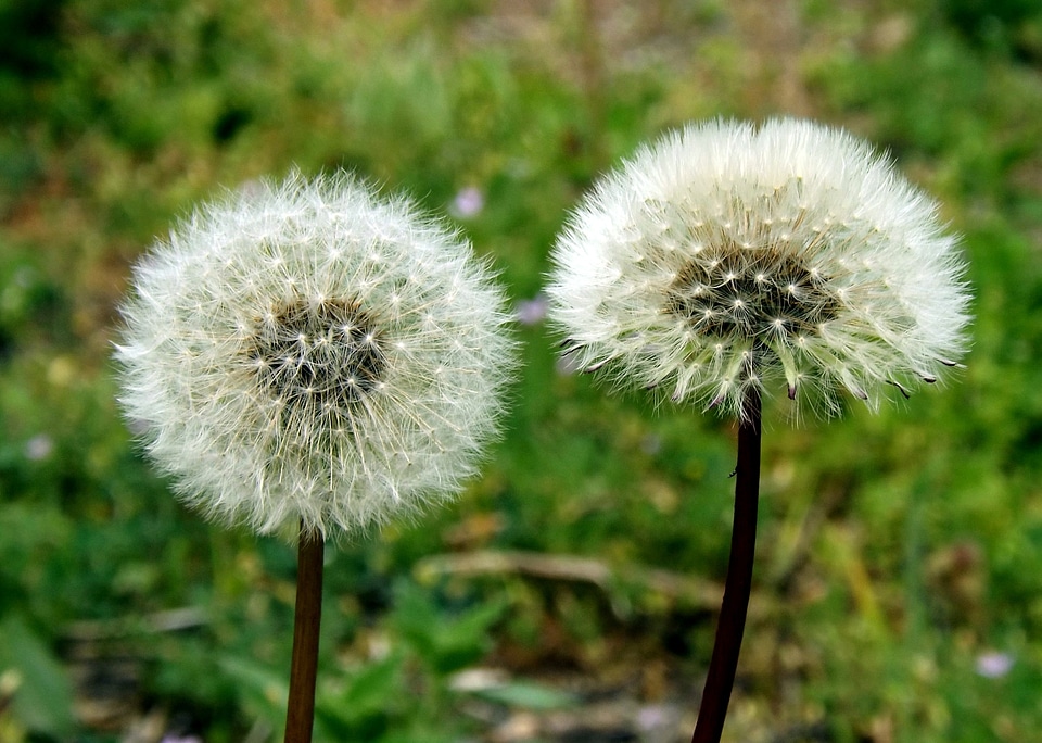 Dandelion photo