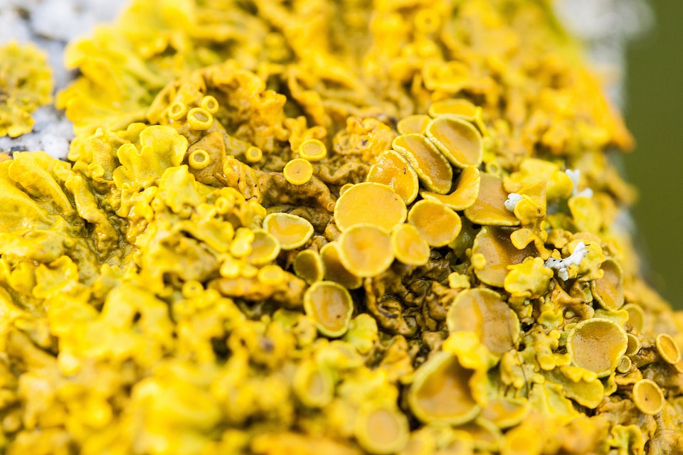 Bright yellow background texture