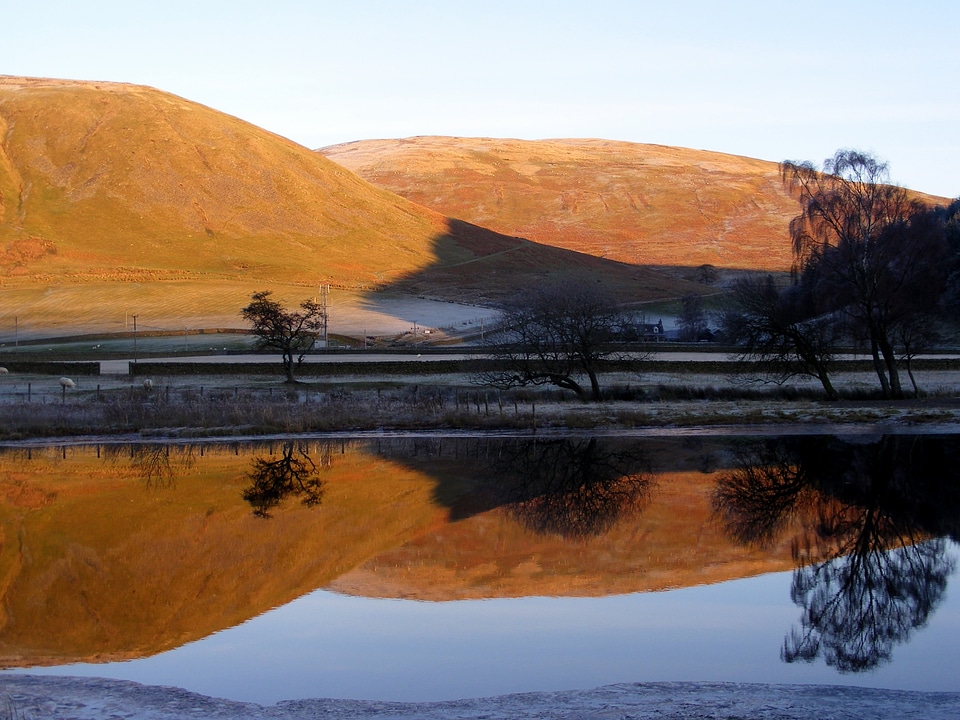 Water trees reflections