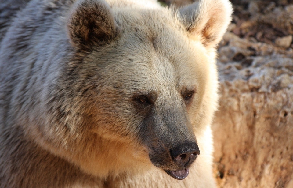 Brown wild mammal