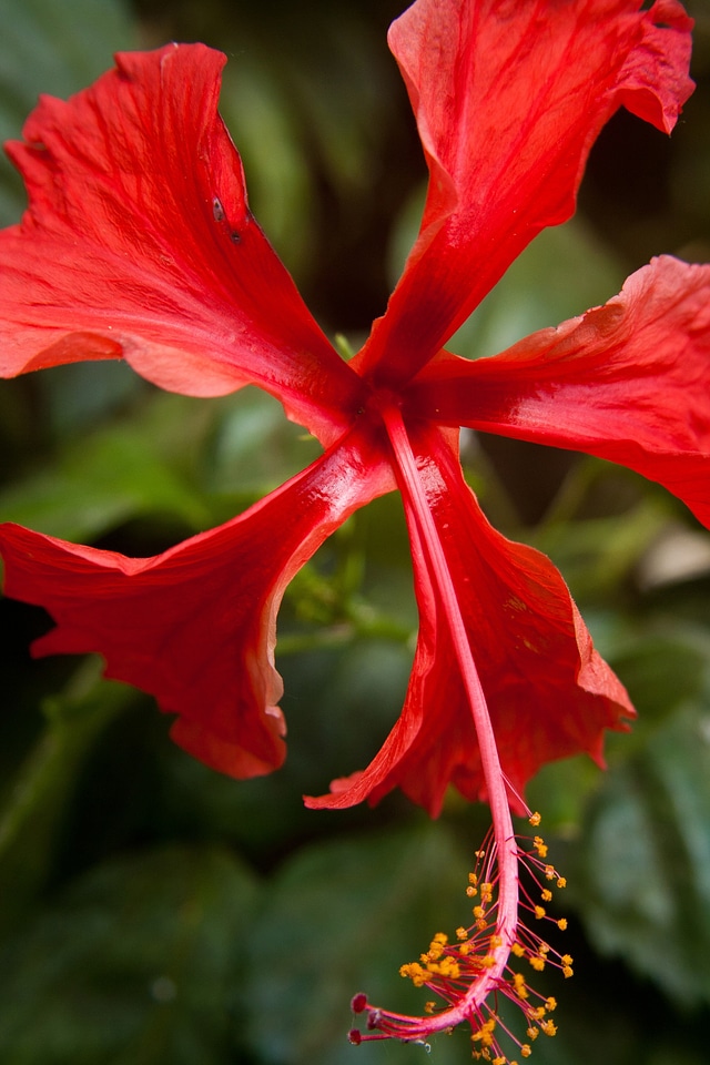 Tropical bloom stamen