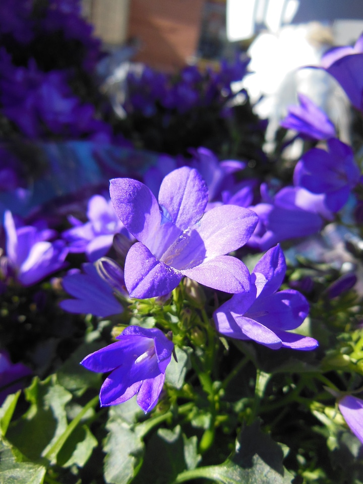 Plants spring flowers flowers
