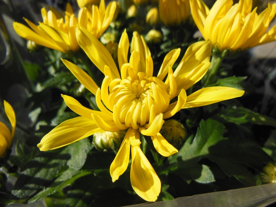 Yellow chrysanthemums close-up yellow