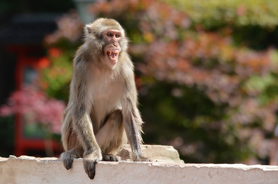 Macaque primate animal