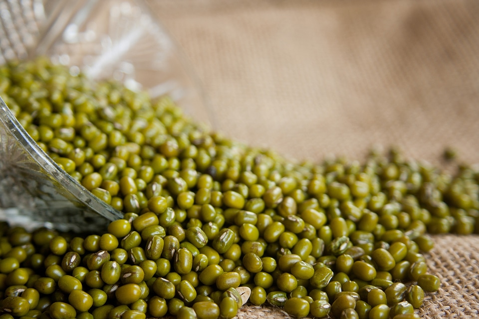 Green gram golden gram beans