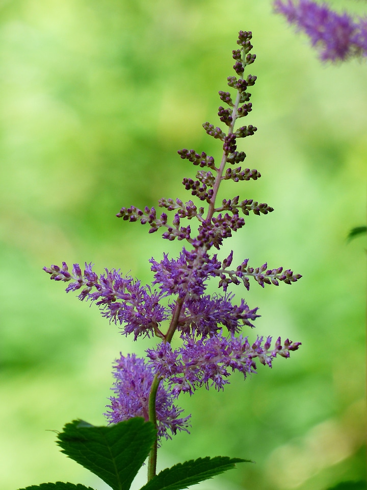Purple flower inflorescence