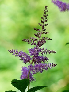 Purple flower inflorescence