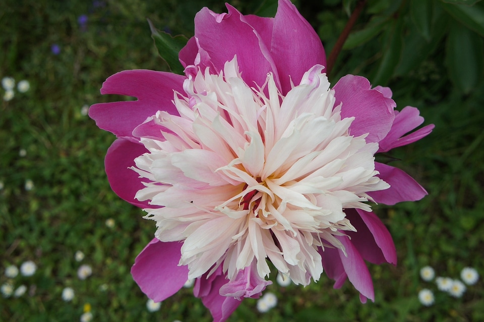 Flora flower ornamental plant