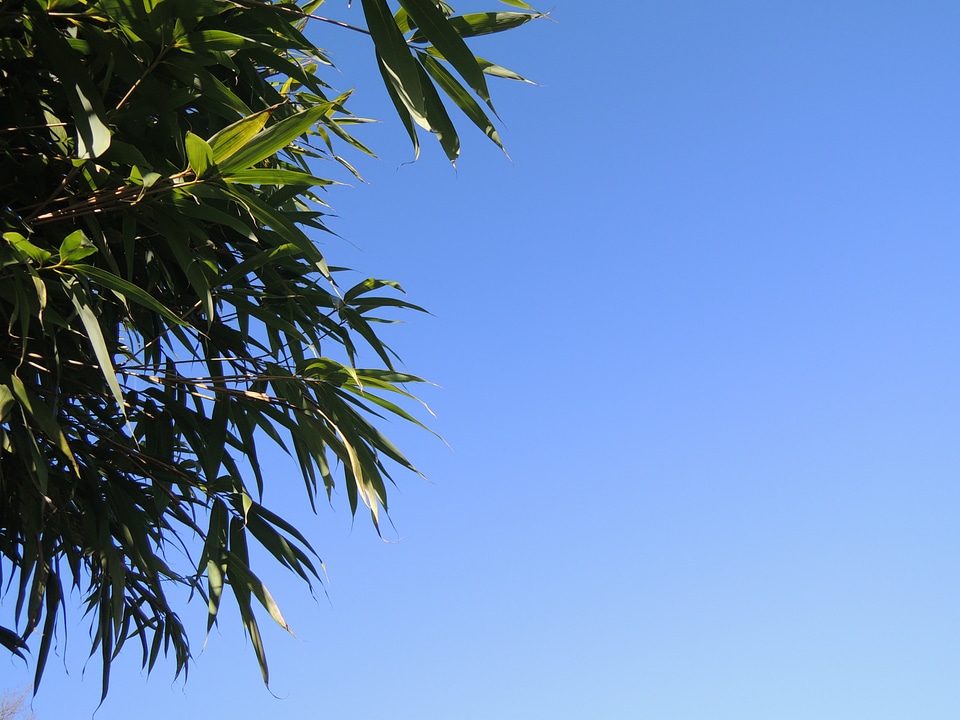 Branches tree bamboo