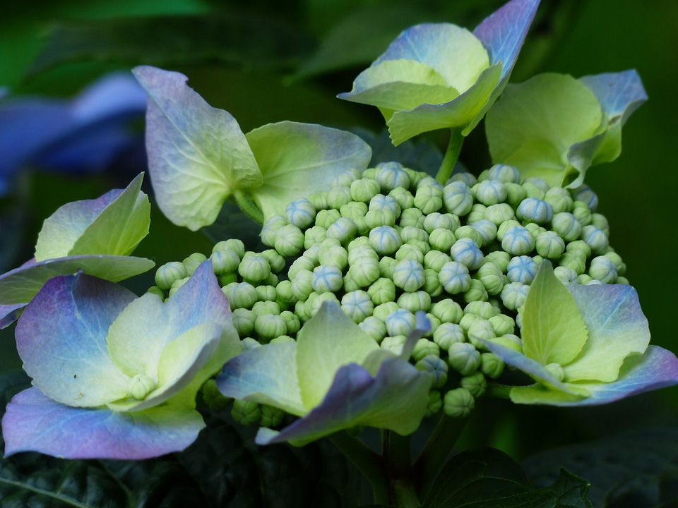 Flower buds blue greenhouse hydrangea