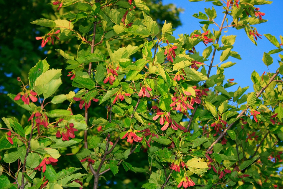 Flower photo