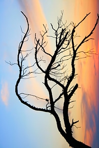 Branch