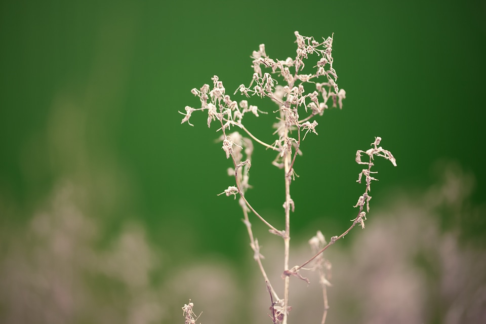 Leaves