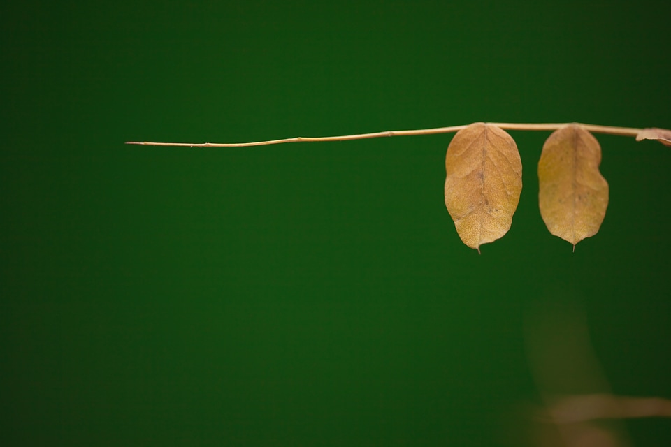 Leaves