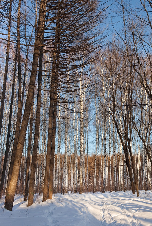 Winter