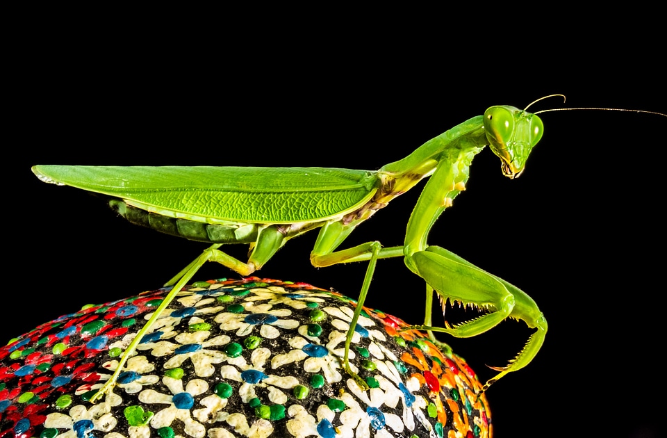 Fishing locust green close up