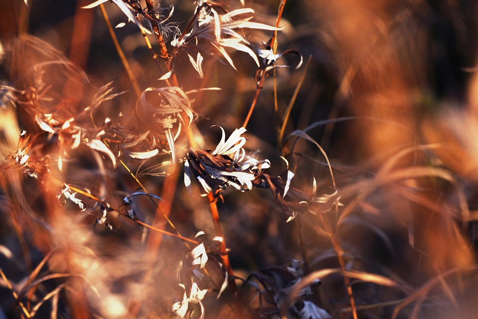 Nature background