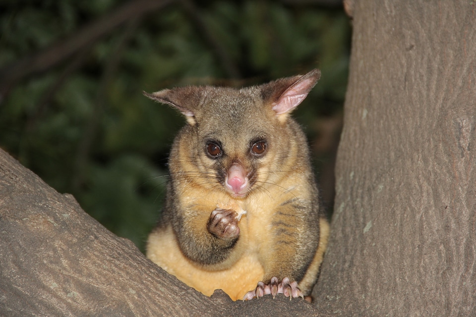 Wildlife marsupial wild