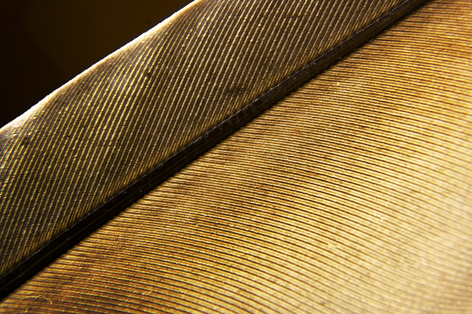 Feather photo