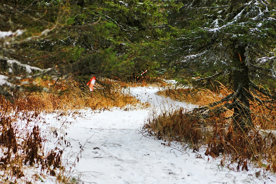 Winter path photo