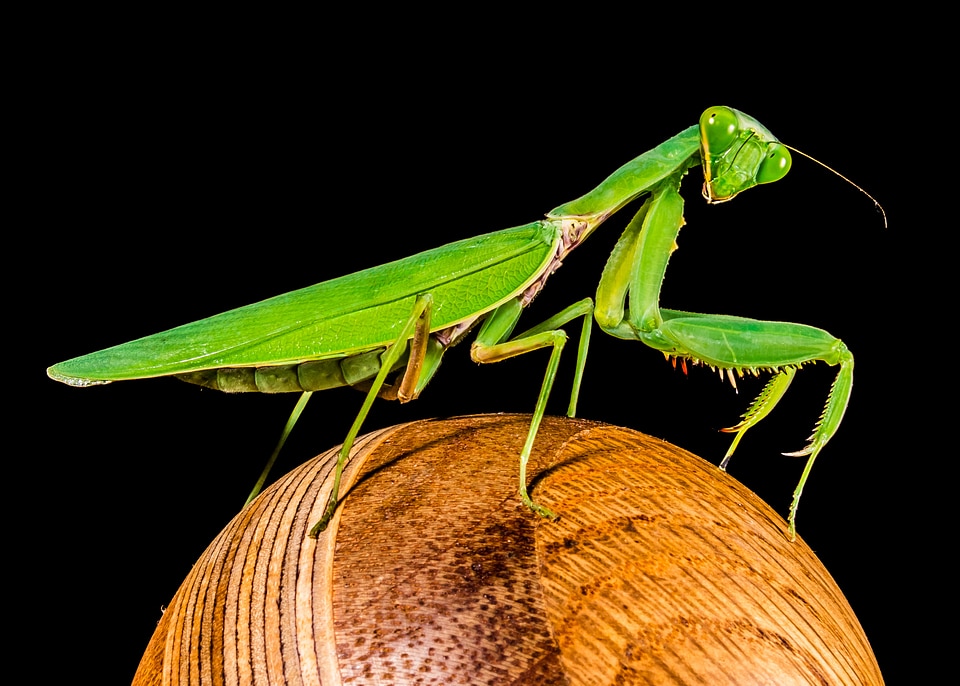 Fishing locust green close up