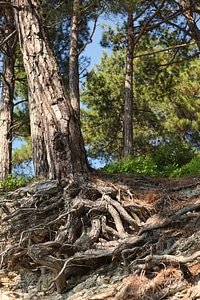 Root system photo