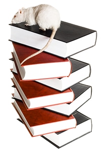 Rat amp books photo