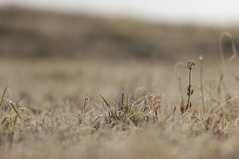 Landscape eng close