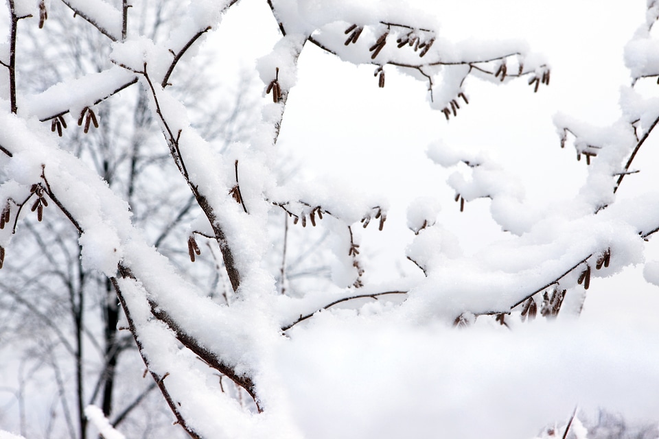 Winter forest photo