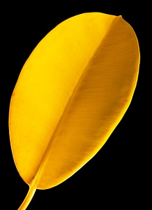Yellow leaf