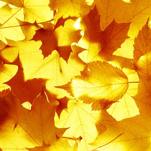 leaves