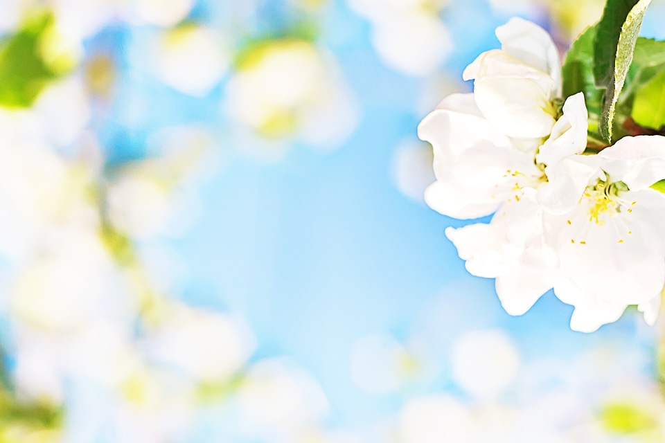 White flower background