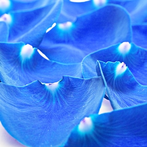 Blue petals photo