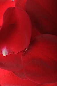 Petals photo