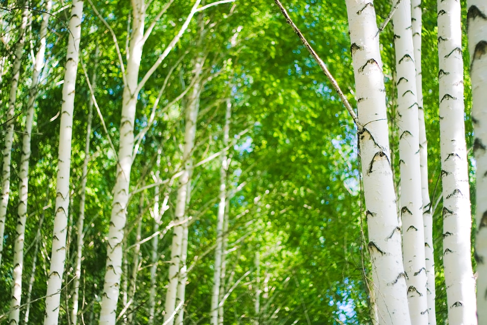 forest