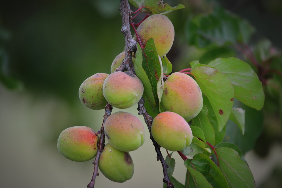 Apricots fruit nature