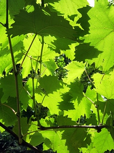 Background green hell
