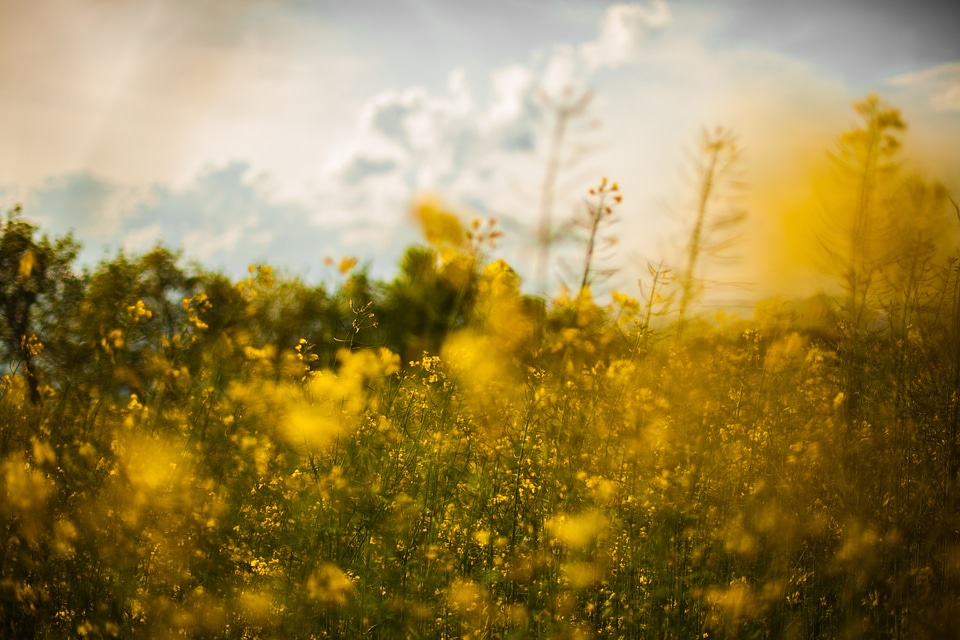 Flowers landscape nature