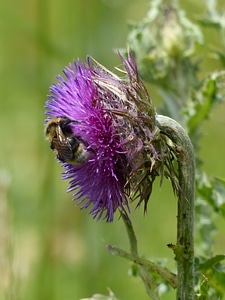 Thistle flower blossom