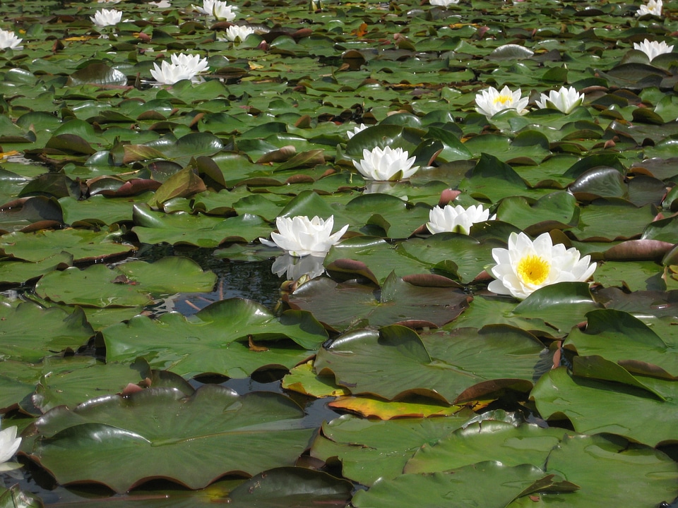 Aquatic plant lake rose nature