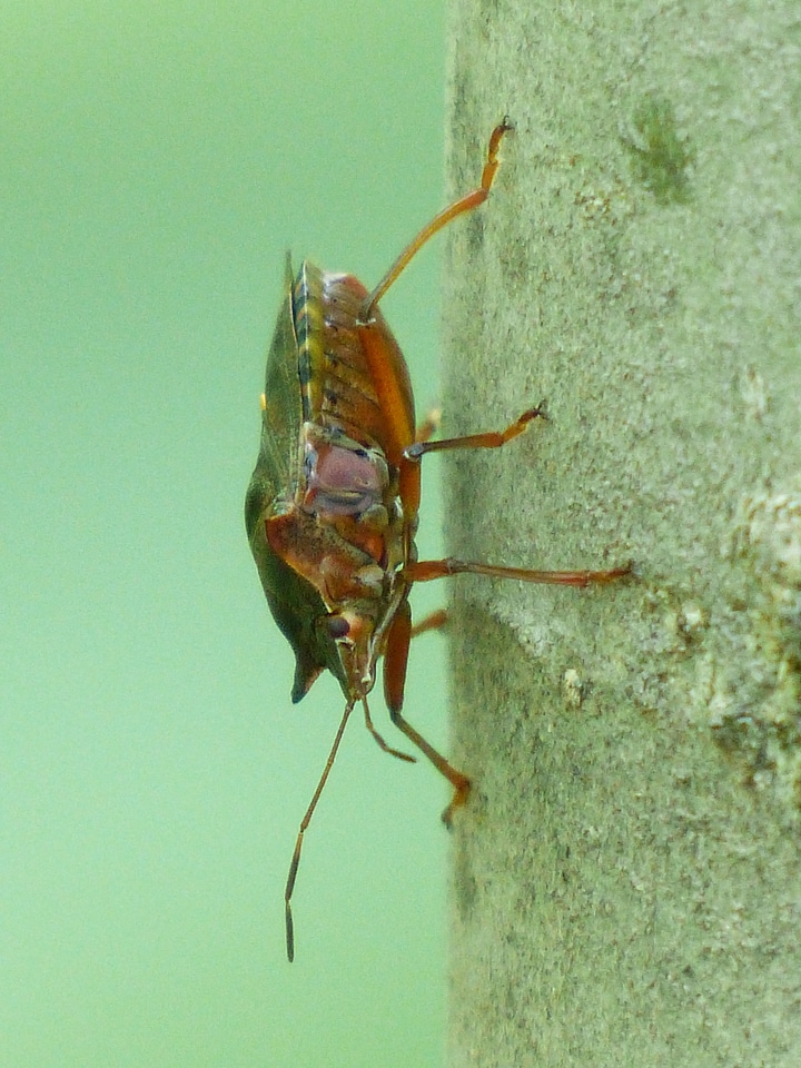 Animal pentatomidae red foot