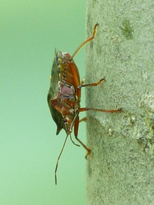 Animal pentatomidae red foot photo